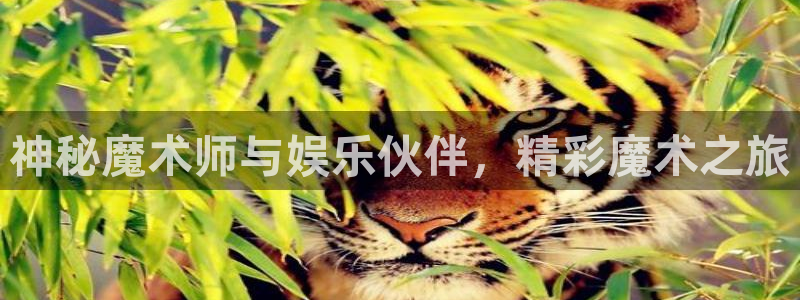 焦点娱乐：神秘魔术师与娱乐伙伴，精彩魔术之旅